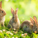 Illustration for article titled Hundreds of Bunnies Are Shitting All Over a Small Town In Washington